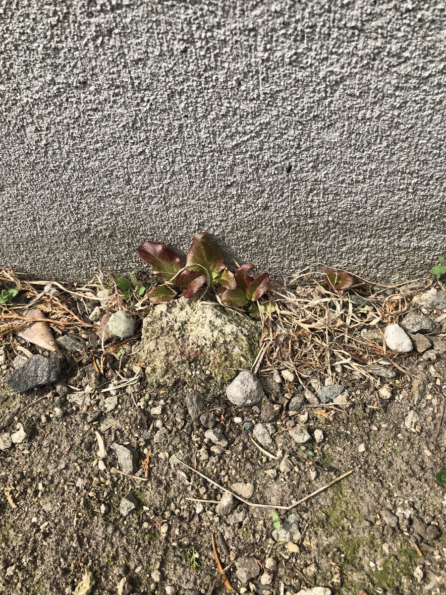 冷水＠Toxic Smoker since2000 tweet media