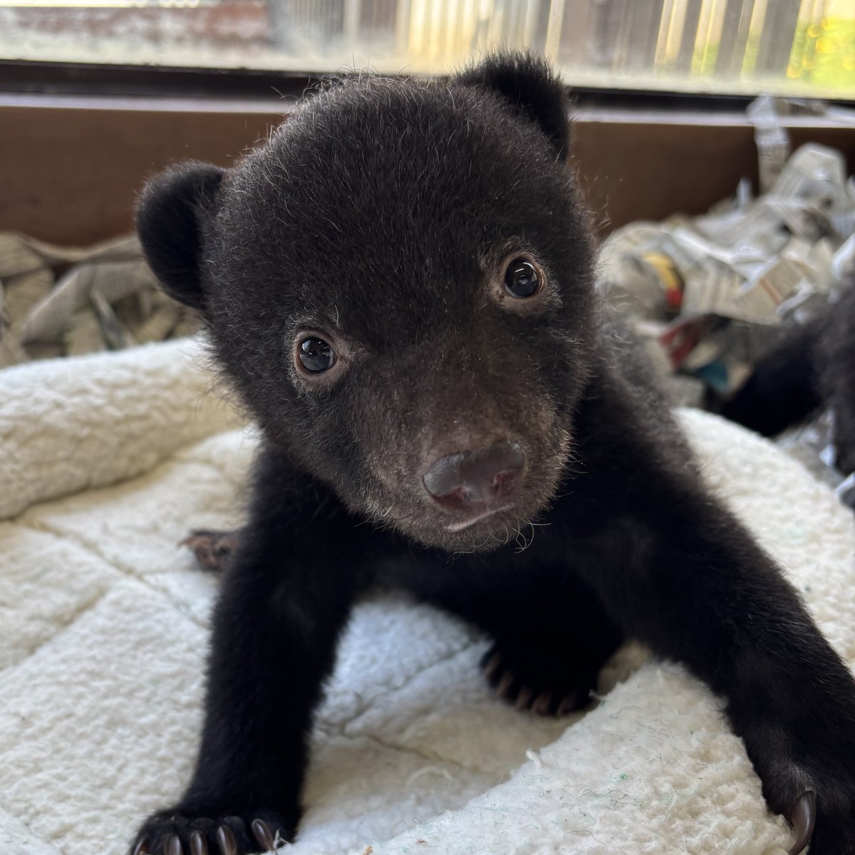 阿蘇カドリー・ドミニオン【公式】 tweet media