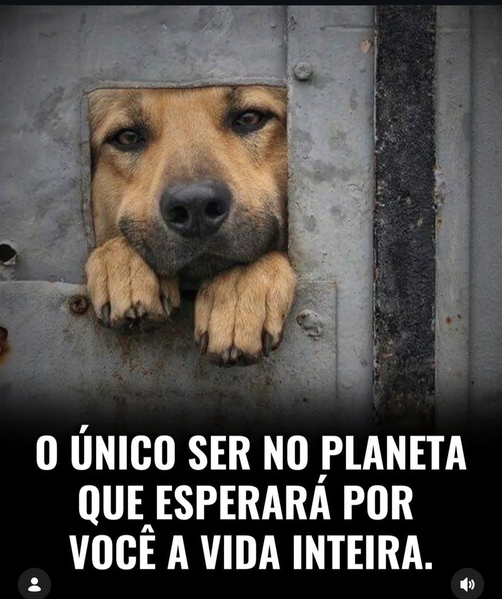 ElianaDiCarvalho tweet media