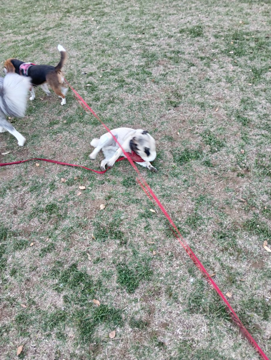 ブヒッ！？あっちでオヤツ配りはじめた♥

#パグ