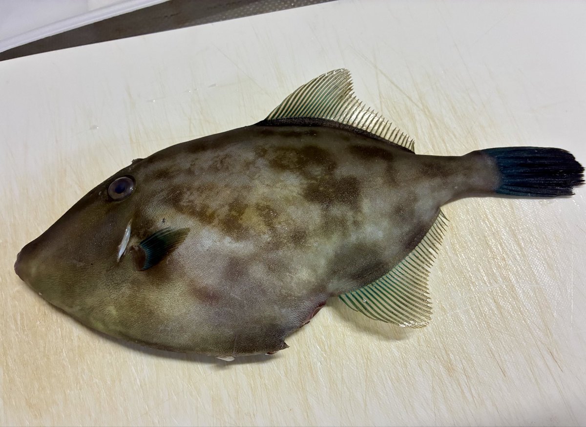 たちー👾@TwitchソロQ配信LOL tweet media