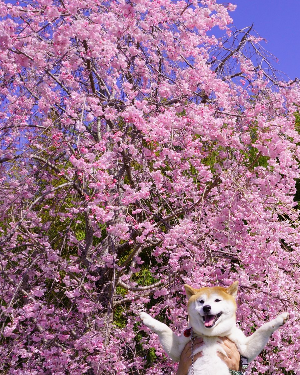 ど迫力の枝垂桜‼️