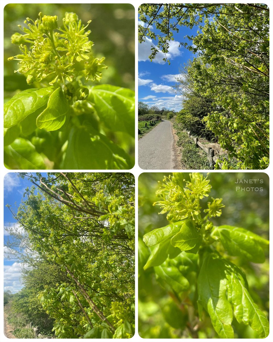 shypixie76's tweet image. Good morning ☕️ 
It’s another sunny morning here with blue skies, and it’s so nice to see so much more greenery appearing in the trees and hedgerows. Have a wonderful weekend everyone 🍃💚🌿
#Spring #NaturePhotography