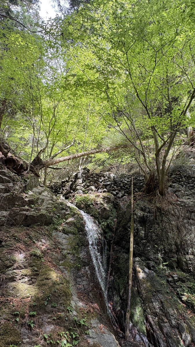 ネコまじん tweet media