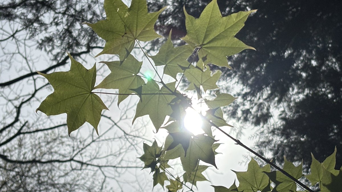 ネコまじん tweet media