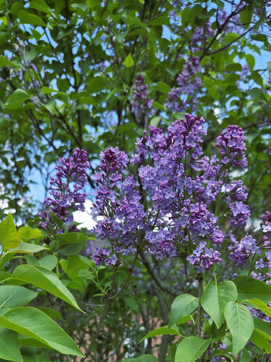 membersince2011's tweet image. Let's see those spring flower photos.
#Spring #Flowers