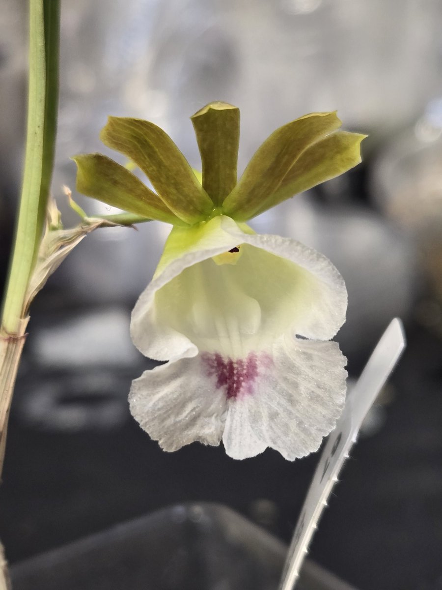 akira＠ボラのようだ tweet media