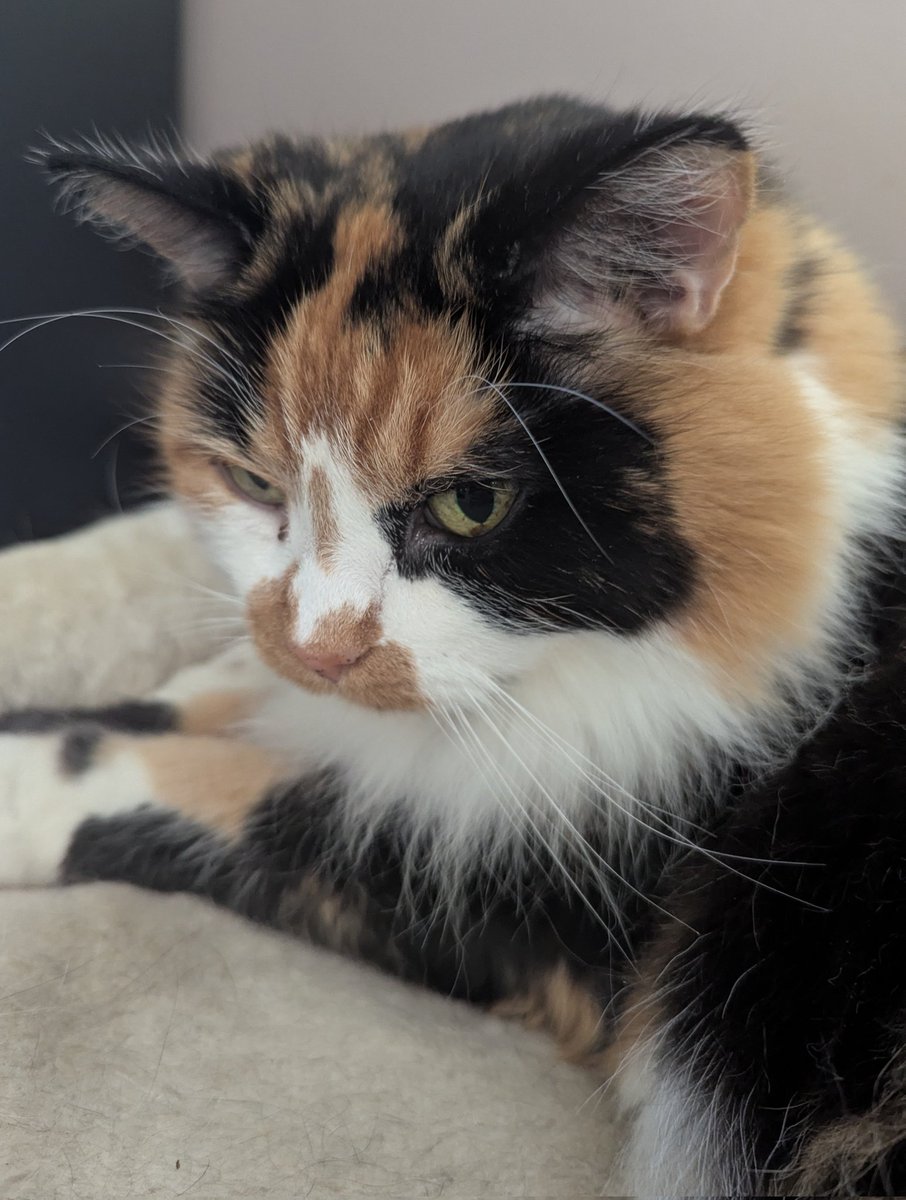 Gabriel Blake - Writer 📚 tweet media