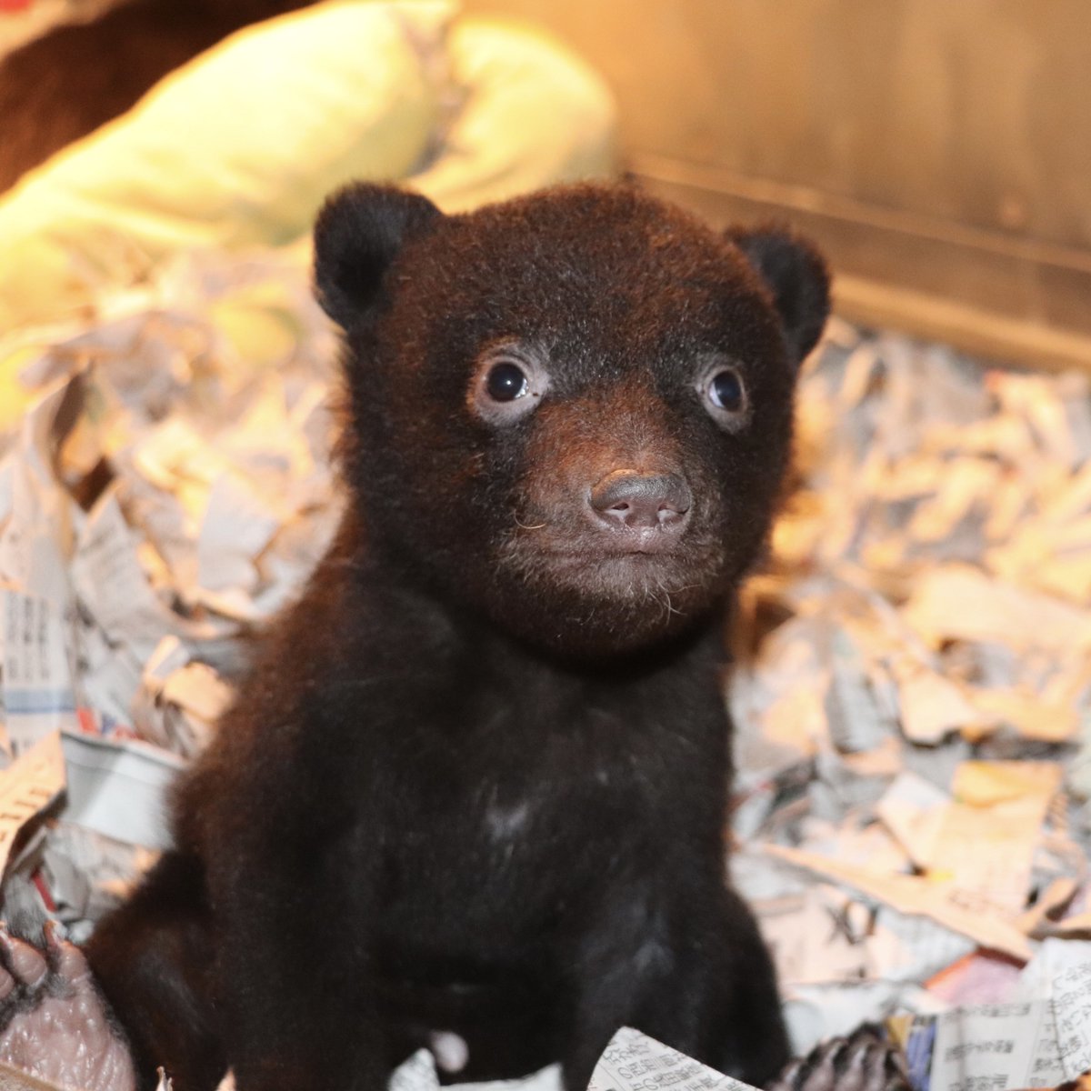 阿蘇カドリー・ドミニオン【公式】 tweet media