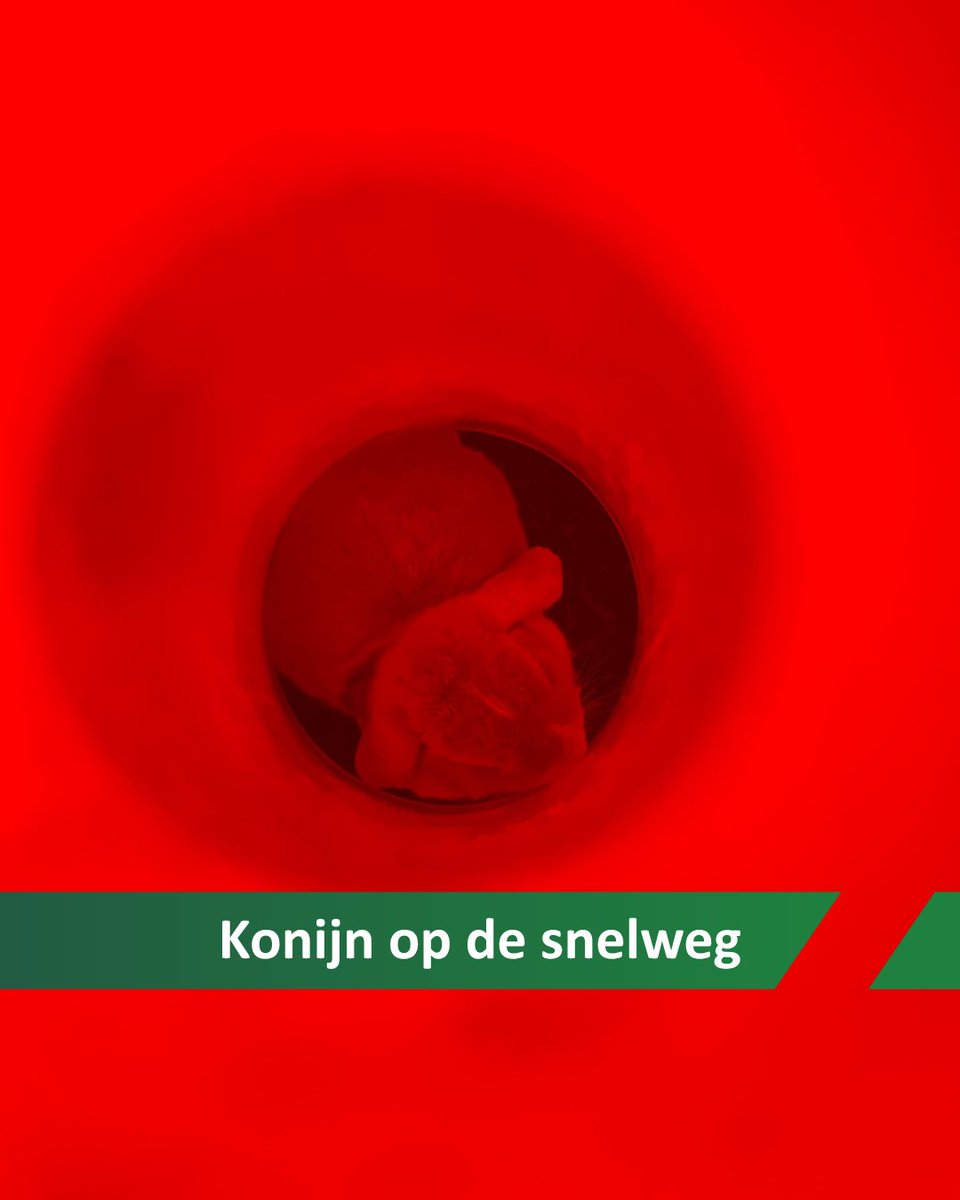 Dierenambulance Amsterdam tweet media