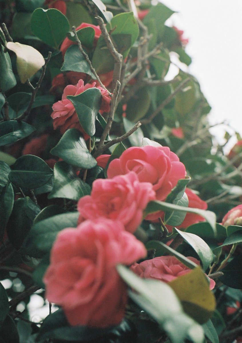 小井里 ゆか tweet media