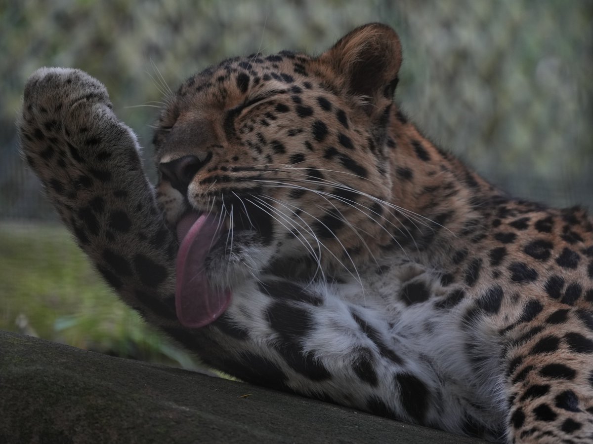 zooman_koichi's tweet image. 予定どおりに仕事が終わりそうもない...
公務員になった当初に先輩から教えてもらった言葉
「明日できることは今日するな」（笑）
今宵はこの曲で Take it easy! おやすみなさい
"Daydreaming"
by Luke Faulkner
youtube.com/watch?v=1kfNVs…
#アムールヒョウ #ズーラシア #leopard #ZOORASIA