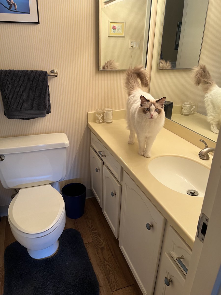 DaisyCatNine's tweet image. It’s #Caturday! Let’s play and read in my sink! #amreading #amwriting

amazon.com/My-Life-Helen-…