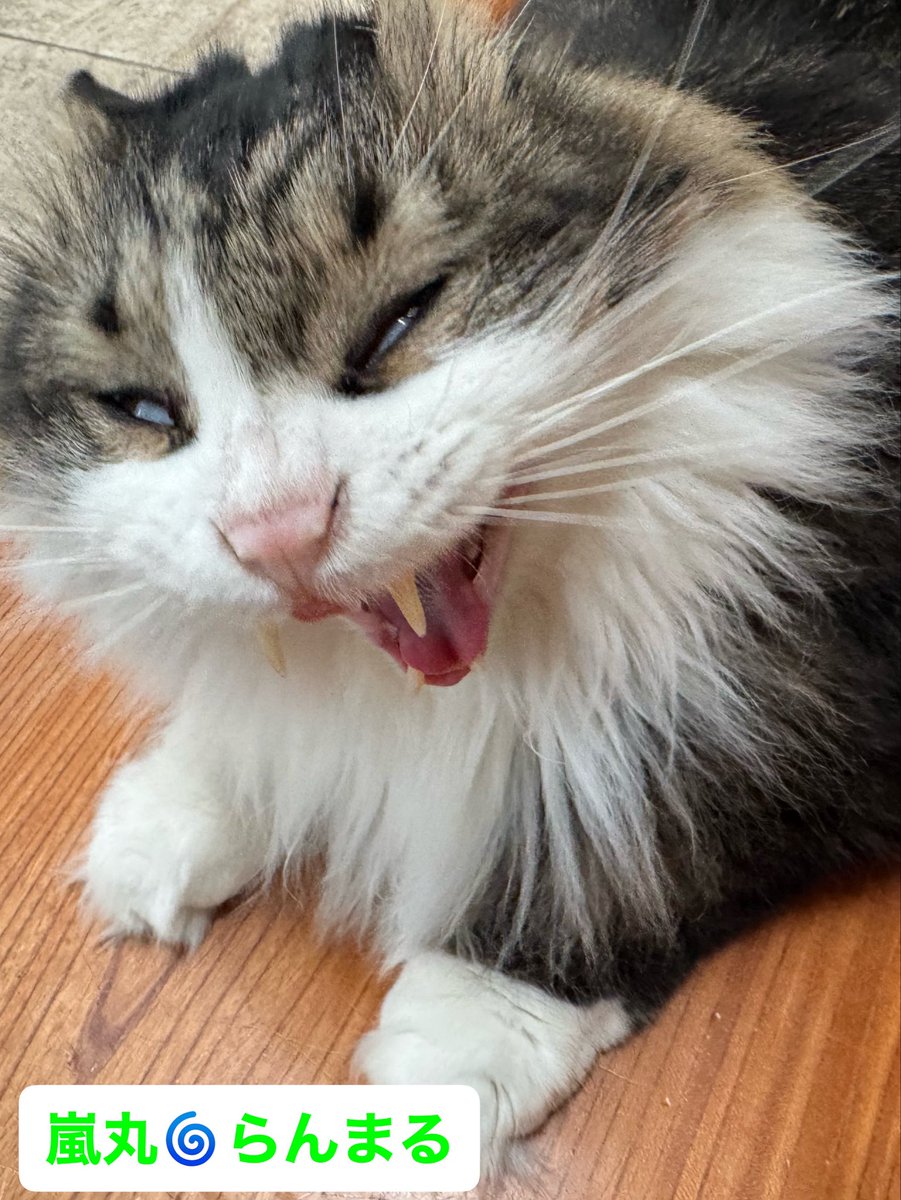 里見のり子🐱ねこうらら tweet media