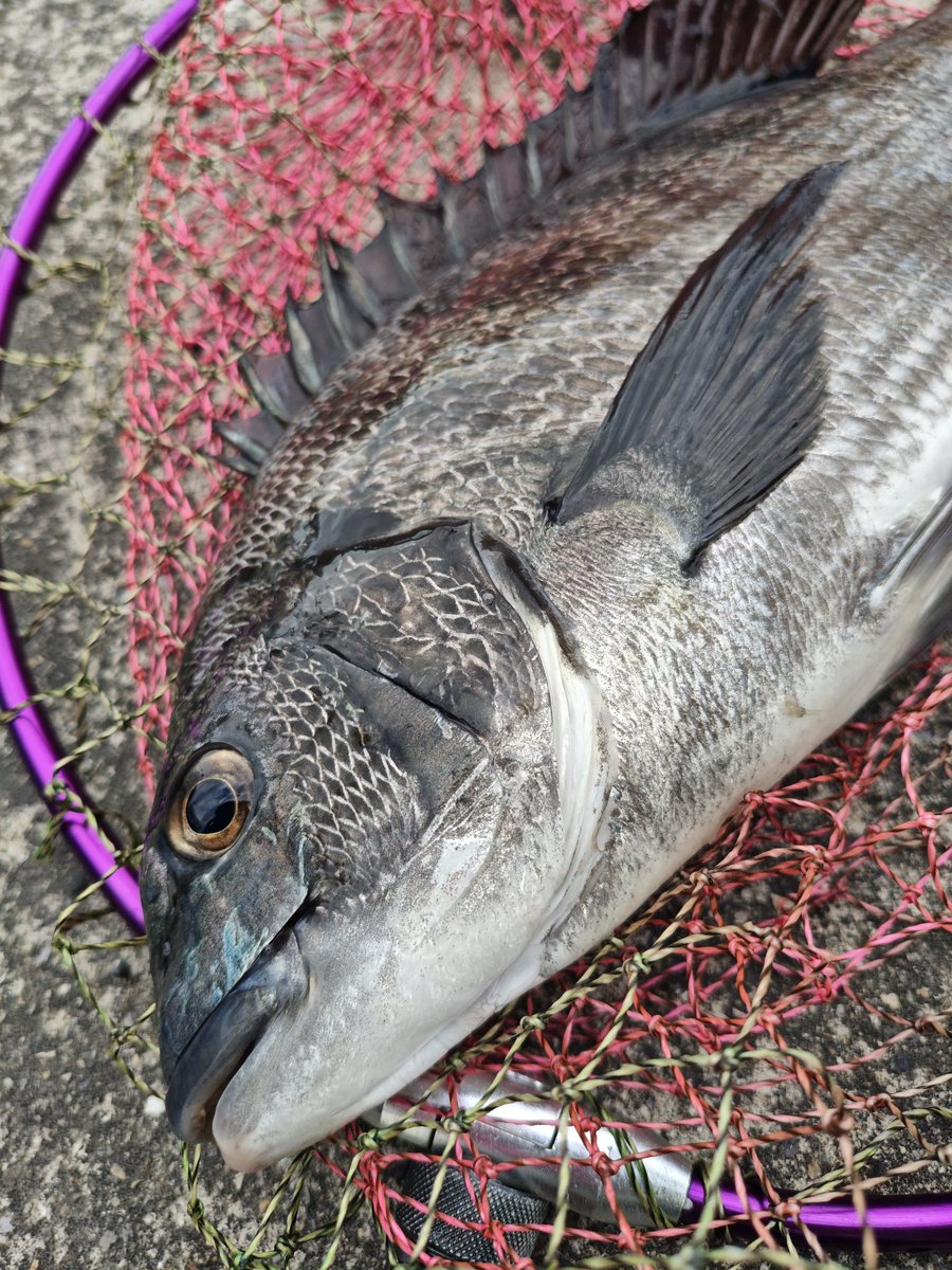 DouLuckJinsei's tweet photo. ヘチ釣りおもろっ！😆
短い時合にうまく乗れて、本日は黒✕3の黄色✕2🐟️
心入れ替え今年は真面目にチヌ釣りします。😅
#ヘチ釣り #目印落とし込み #岩蟹 #釣りかた忘れてなかった https://t.co/yh397cqff4