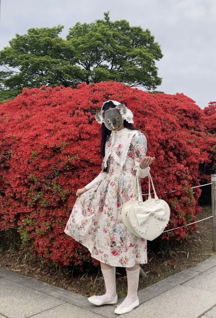 hao_morpho's tweet photo. 長岡天満宮で満開のキリシマツツジを楽しみ、喫茶フルールでプリンアラモードをいただいた最高の休日❣️ https://t.co/l02B3o4Rr4