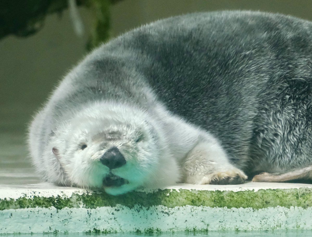 korokoro tweet media