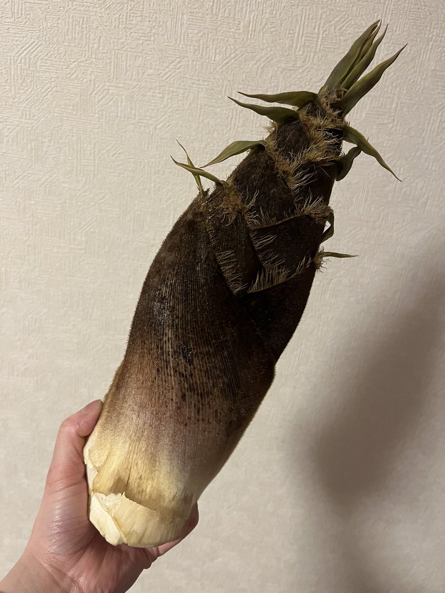 藤 桃子 tweet media