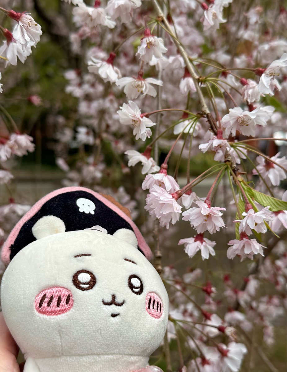 うみたん💙 tweet media