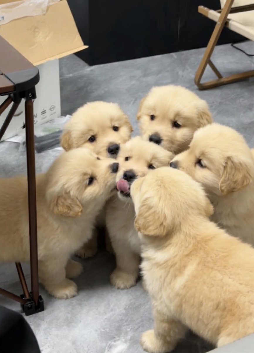 puppies tweet media