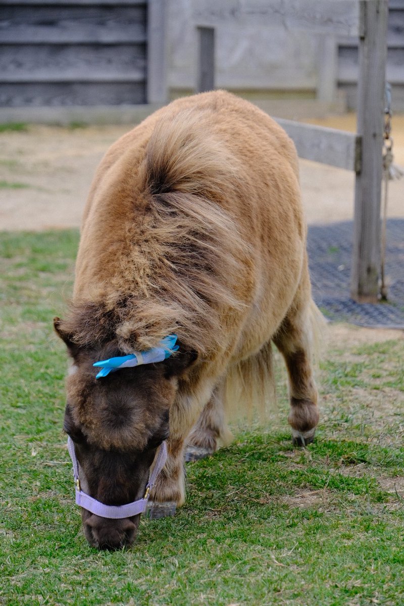 しろしろ tweet media