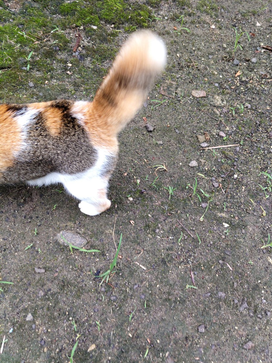 Itu ekor apa pentungan reppp???