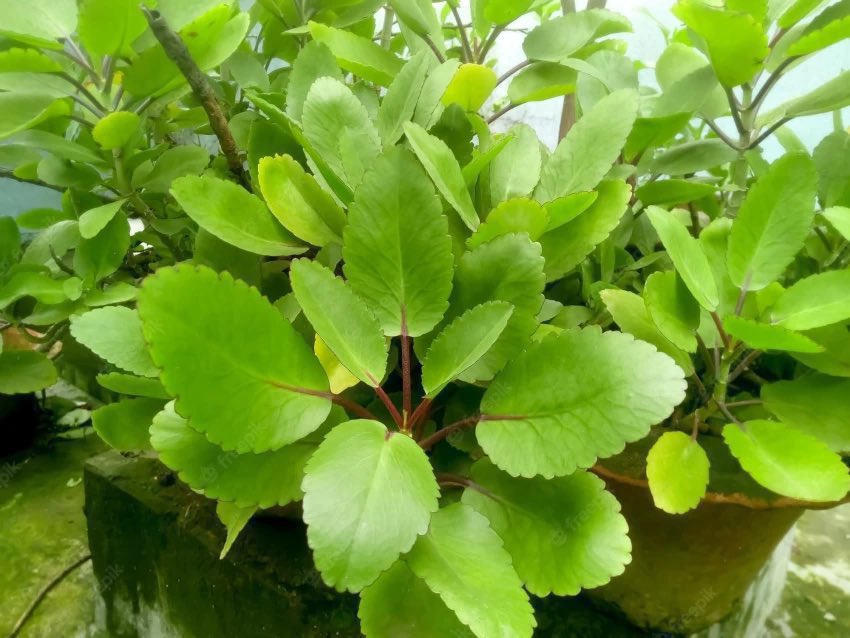 One of the best KIDNEY STONES dissolver is the miracle leaves… just chew a leaflet three times daily🍀…it is called stone dissolver in Indian Ayurveda medicine because of how effective it is in dissolving kidney stones🤝

Every home needs this plant❤️