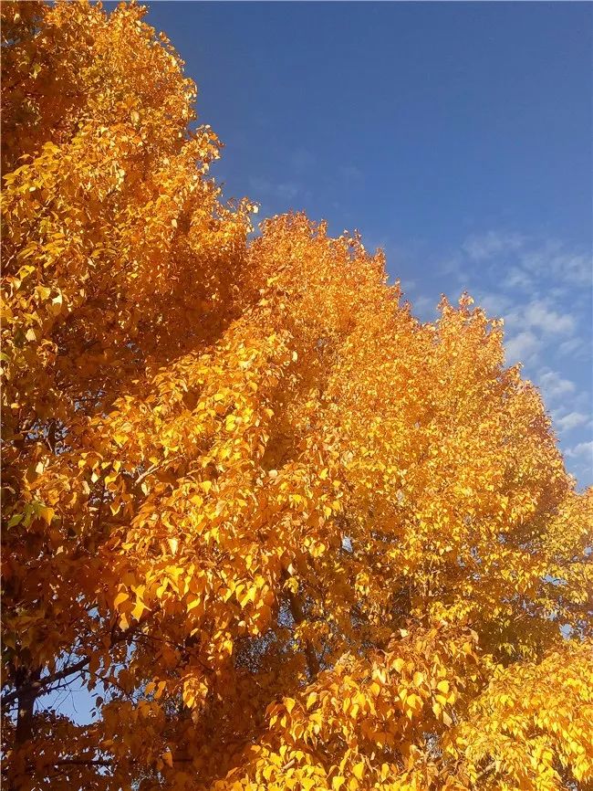 robinahebert's tweet image. Autumn breeze u0026 golden leaves—perfect for a slow walk with coffee in hand  #FallVibes