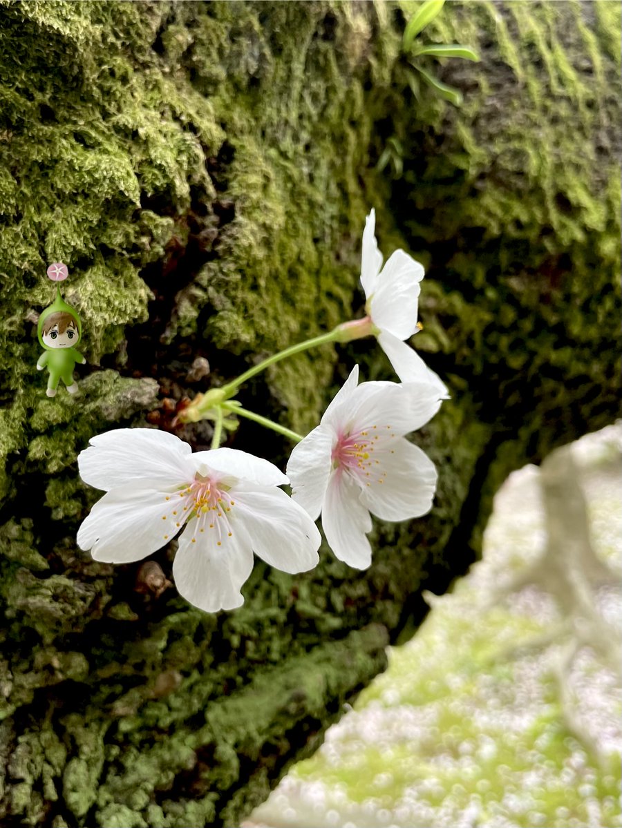 桜、味わい深い