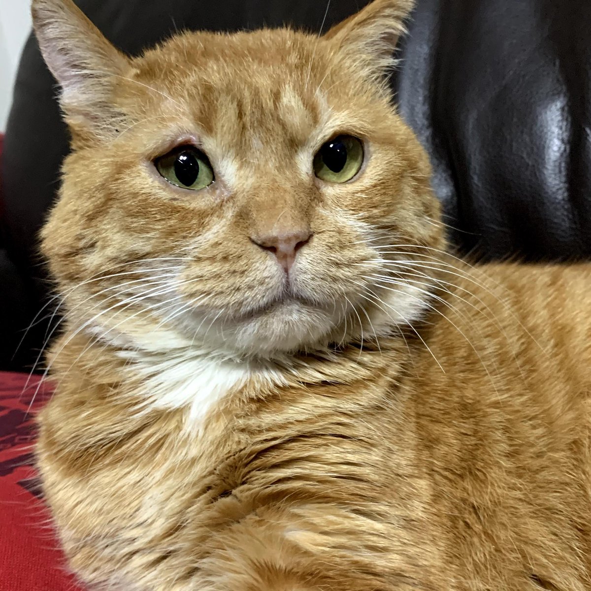 김냄비 tweet media