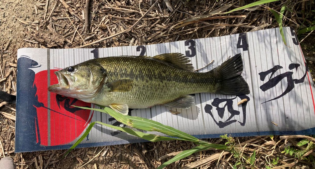 へらむぎ tweet media