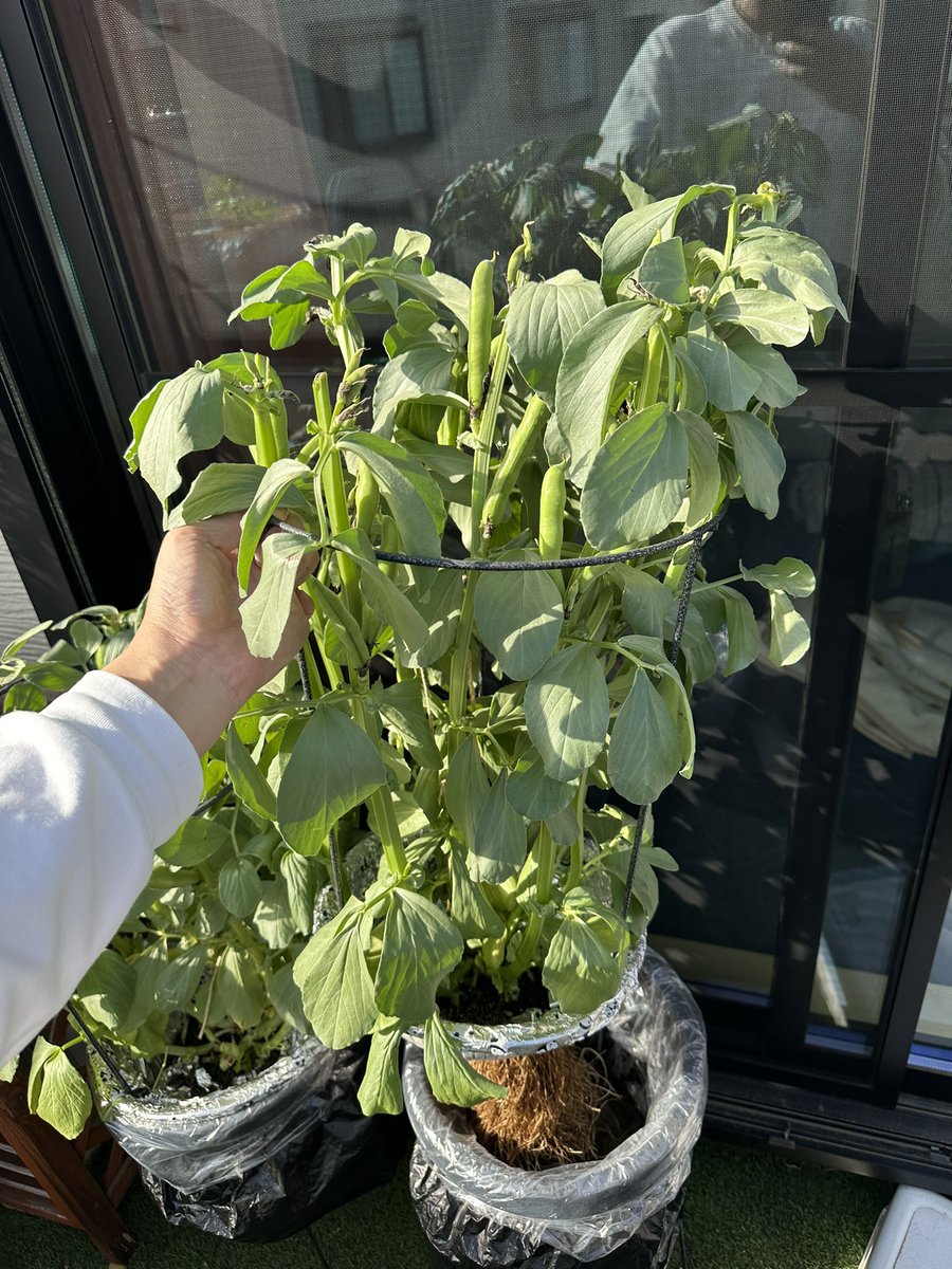 みかんぼーや1987 tweet media