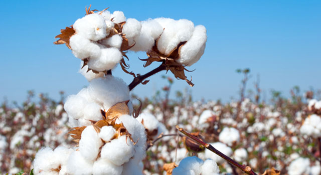 According to Center for Advanced Studies on Applied Economics, exports surged to 347,800 tons in March 2026, up 45% YoY, while local trading activity softened due to price fluctuations.

Read the full analysis: indian-apparel.com/apparel-and-te…
#CottonExports #BrazilCotton  #indianapparel