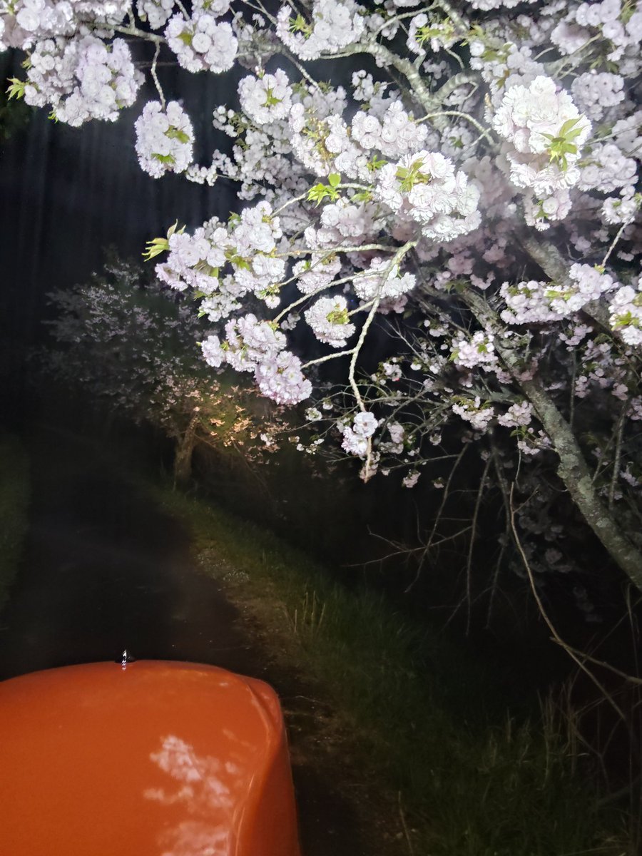 今時分は近所の農道脇に生えてる八重桜が満開なので、トラクターで夜間作業してると、作業灯に夜桜が照らされてキレイなんだよな〜