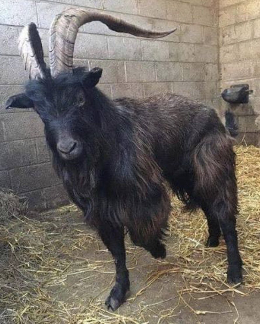 Vtubers and their species
🎨@/esqurell