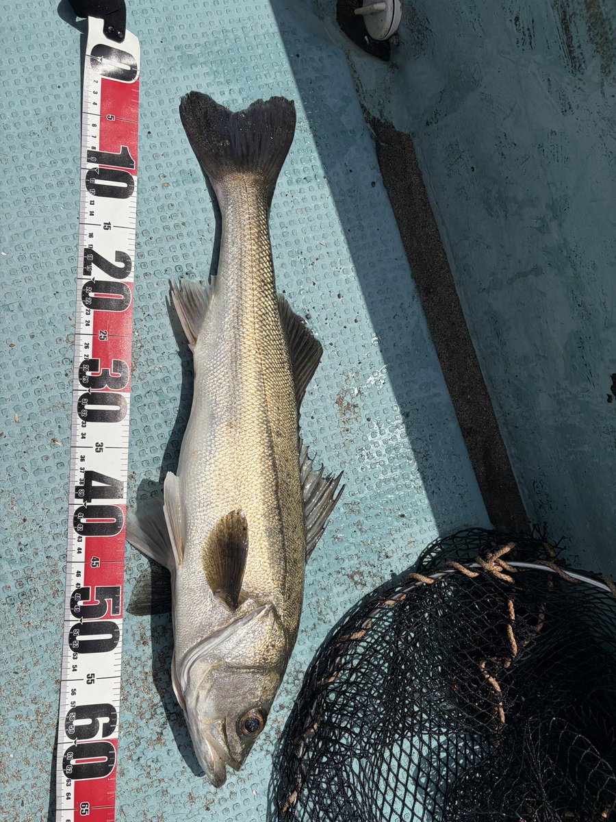 FishingLoverTN's tweet photo. 開幕戦
シーバス1キャッチ1バラシ
マゴチ1キャッチ

ベイトも見当たらず渋い状況でしたが、シャロー帯を上手く攻略できました https://t.co/vrfttED0WB