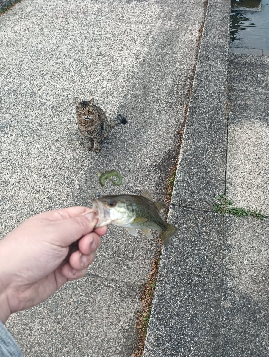 jin5835's tweet photo. やっ��今年の初バス釣れました🎣

#琵琶湖 #釣り #ブラックバス #明けましておめでとう #お待たせニャンチ https://t.co/zuwlyZpT58
