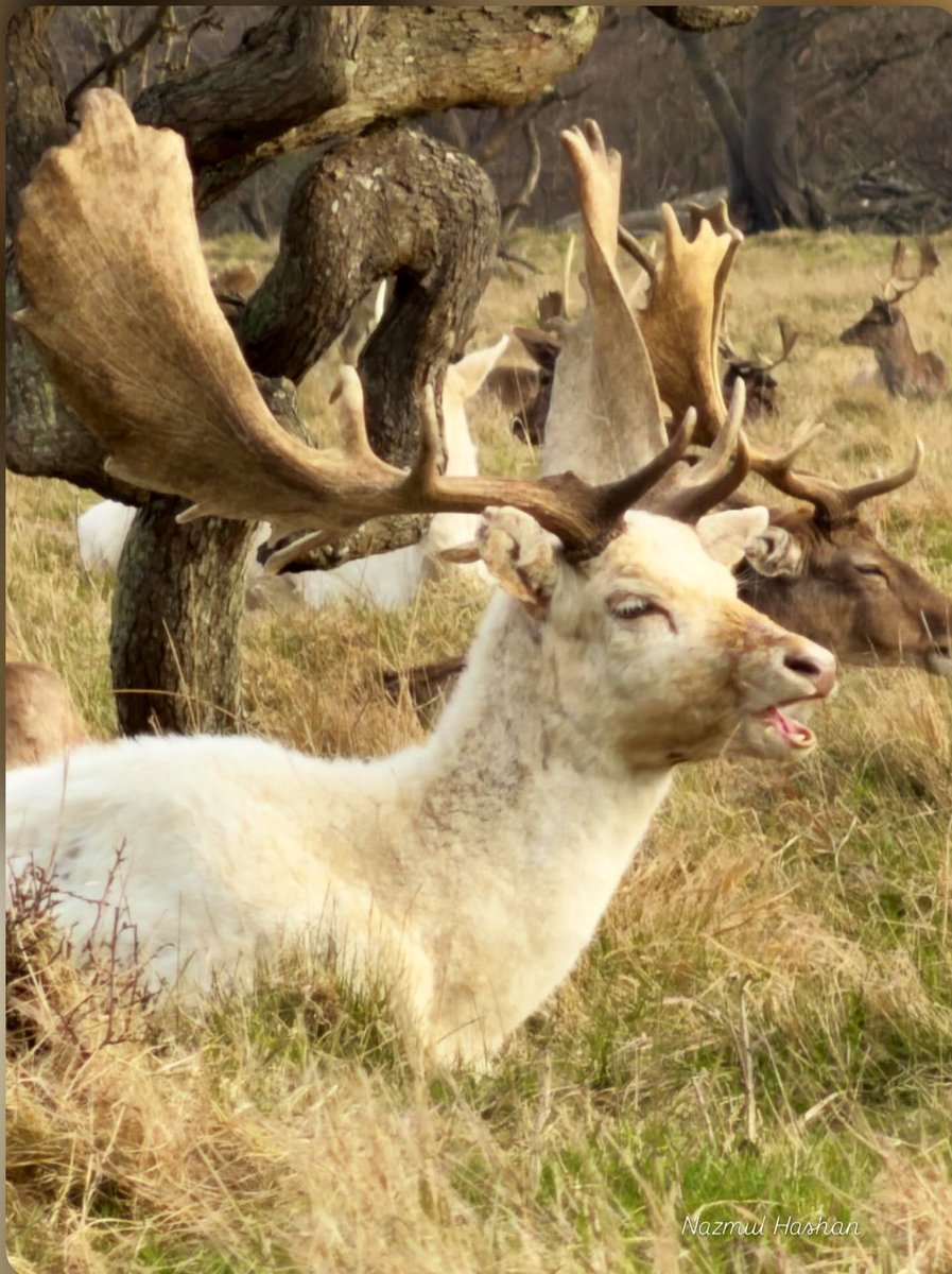 HashanNazmul's tweet photo. Encountering this magnificent white fallow stag with its impressive antlers was a truly breathtaking moment. Nature’s artistry is simply unparalleled! 🦌✨🌿
#MajesticCreature #NaturePerfection #Antlers #FallowBuck https://t.co/ym1GtPfPhP
