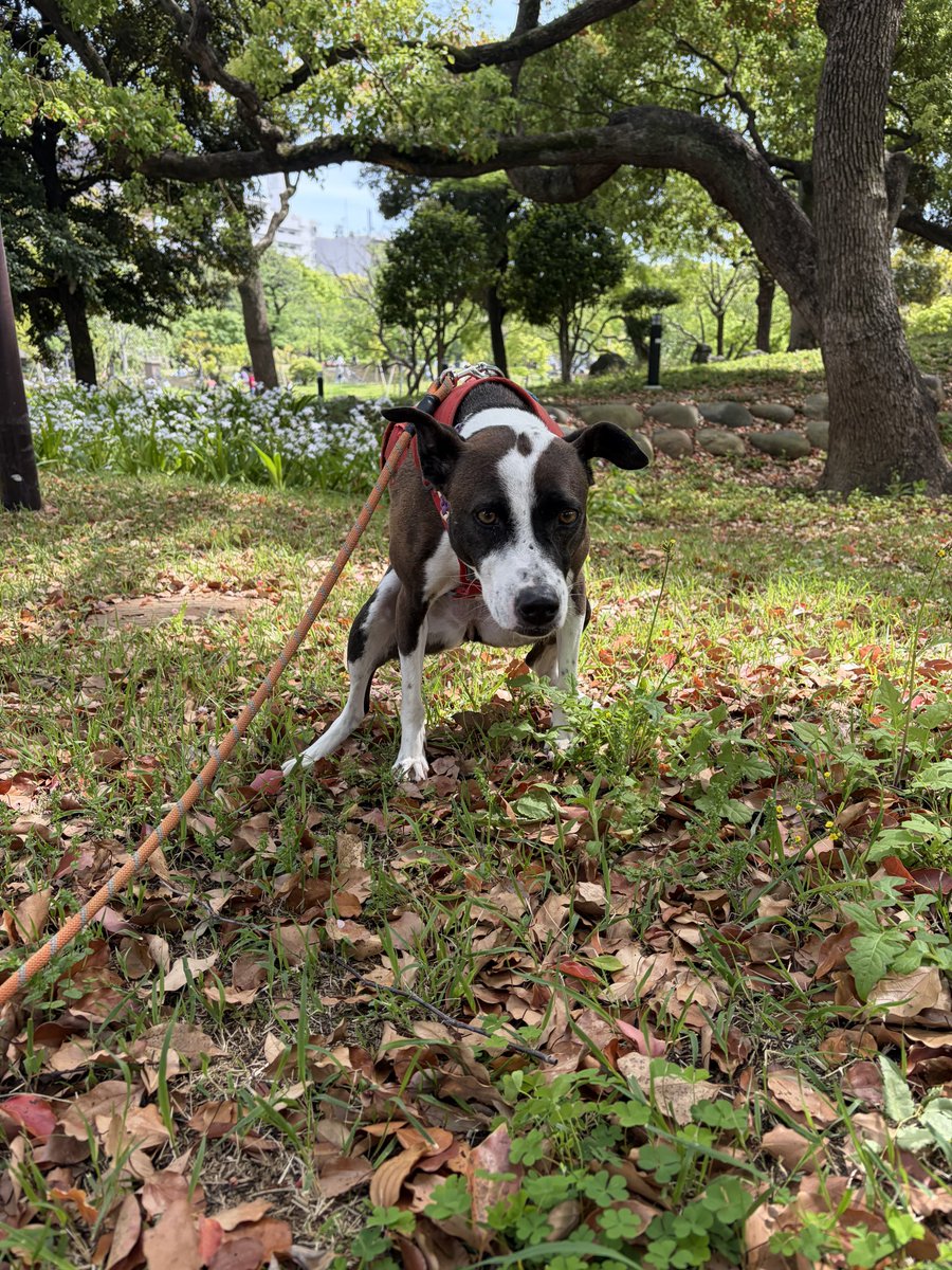 プケ&マイキード🇹🇭 tweet media