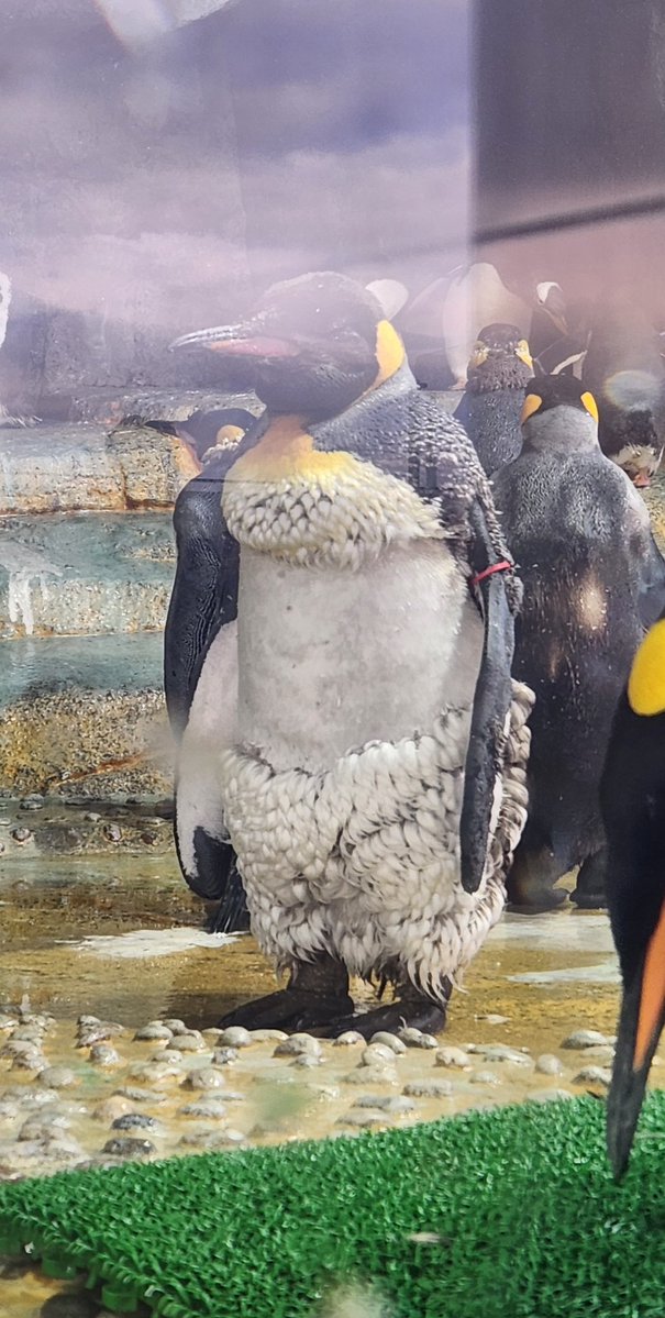 P for Penguin tweet media