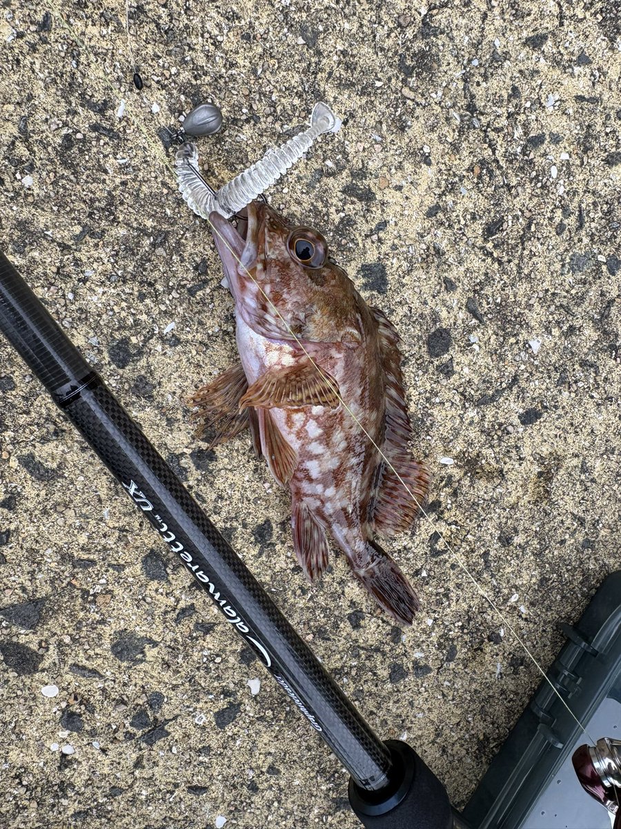 pedpedfishing's tweet photo. 2時間で30匹くらいかな😏
MAX25センチ、お持ち帰りなり🎣 https://t.co/B7mZkOoJoz