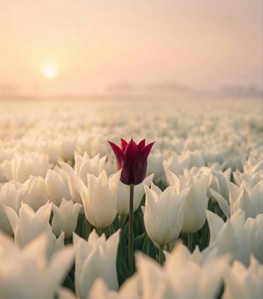 كشكول tweet media