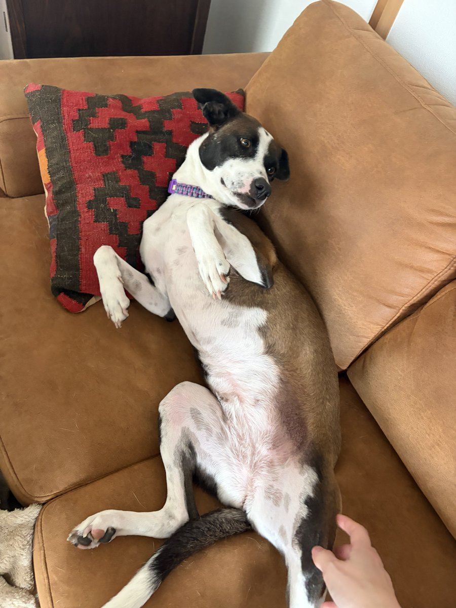 プケ&マイキード🇹🇭 tweet media