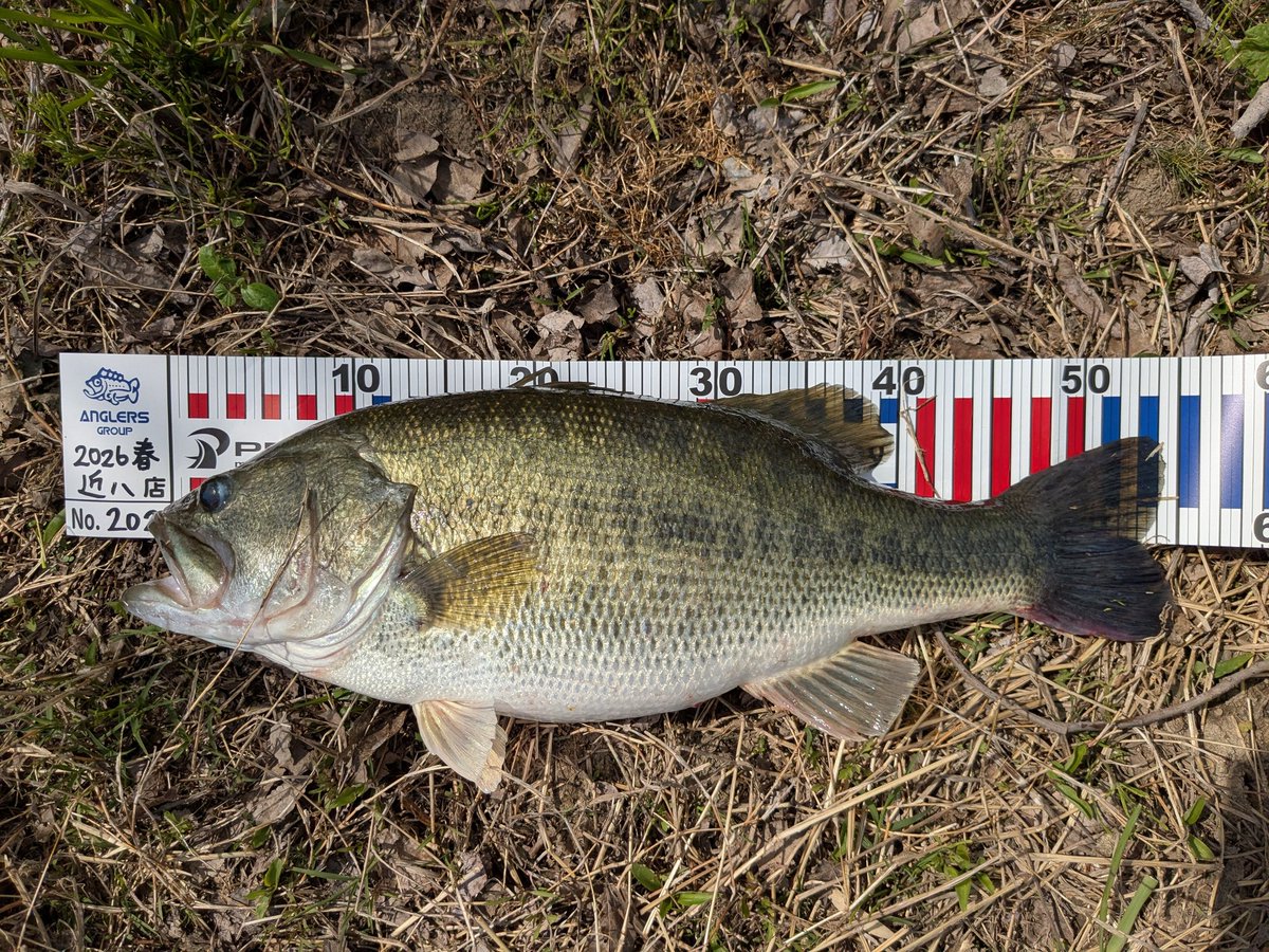 気ままにバス釣り(サカナのほね) tweet media