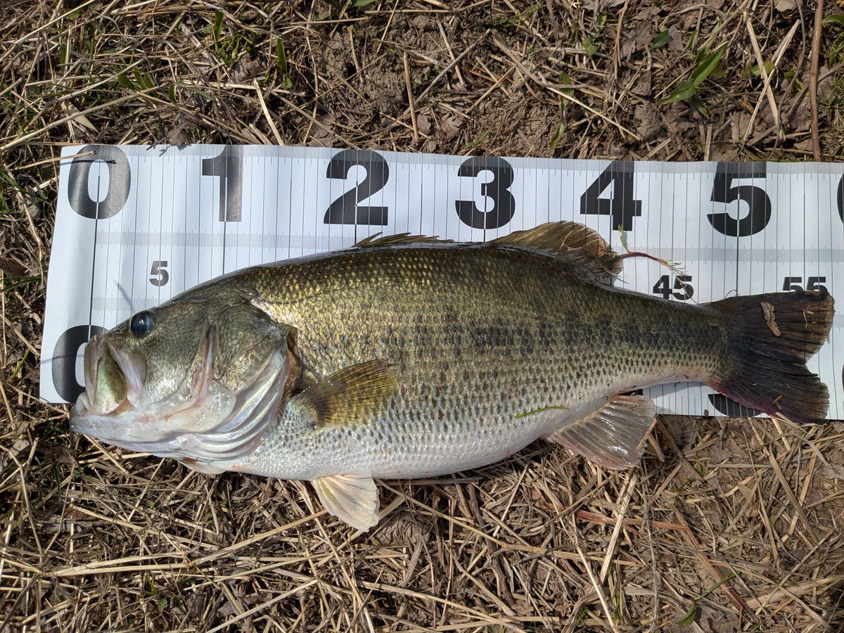 気ままにバス釣り(サカナのほね) tweet media