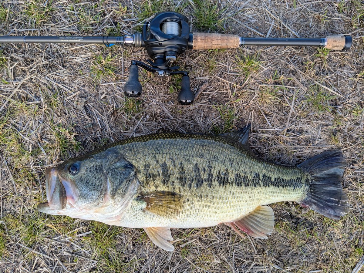 気ままにバス釣り(サカナのほね) tweet media