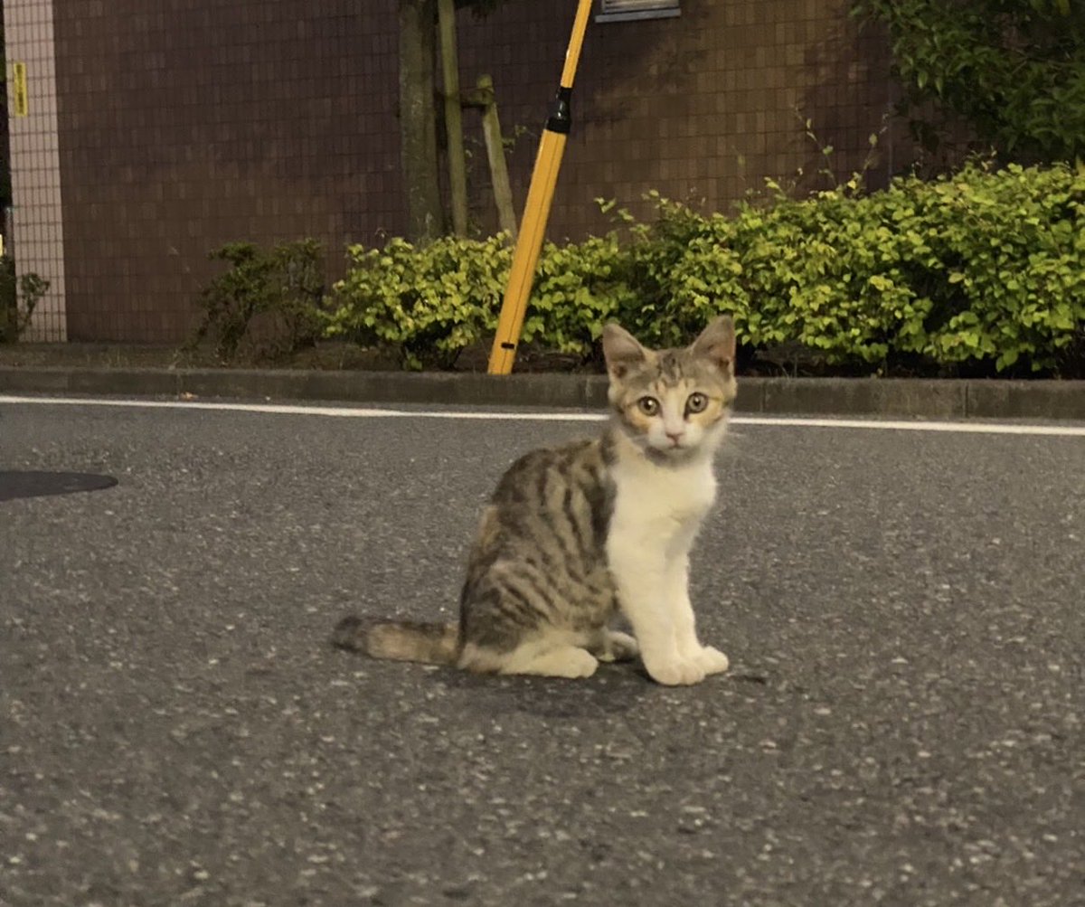 あや丸🐳 tweet media