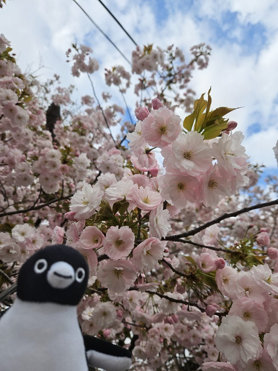 おでペンの帰り道。八重桜🌸🐧