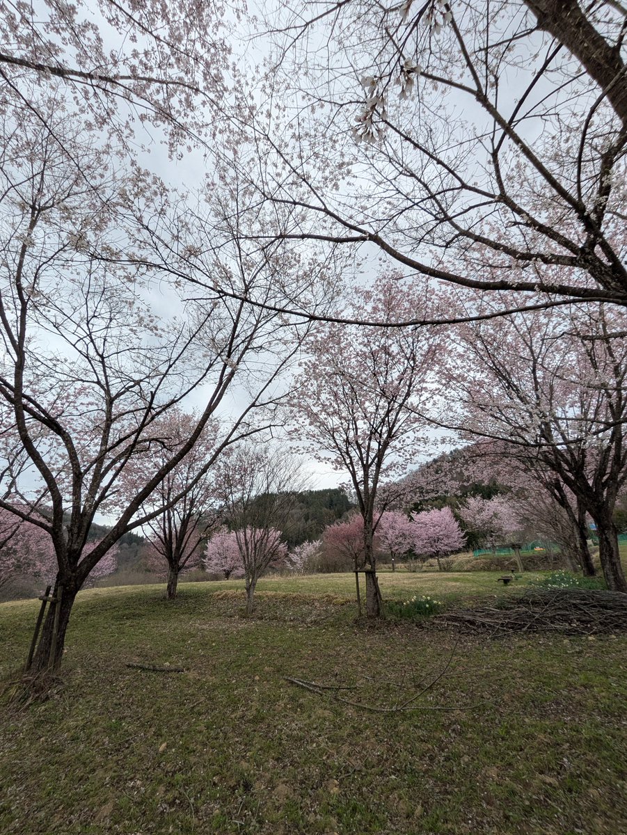 dontmain's tweet photo. 今年初めての花見 https://t.co/XuQ8FfZf7T