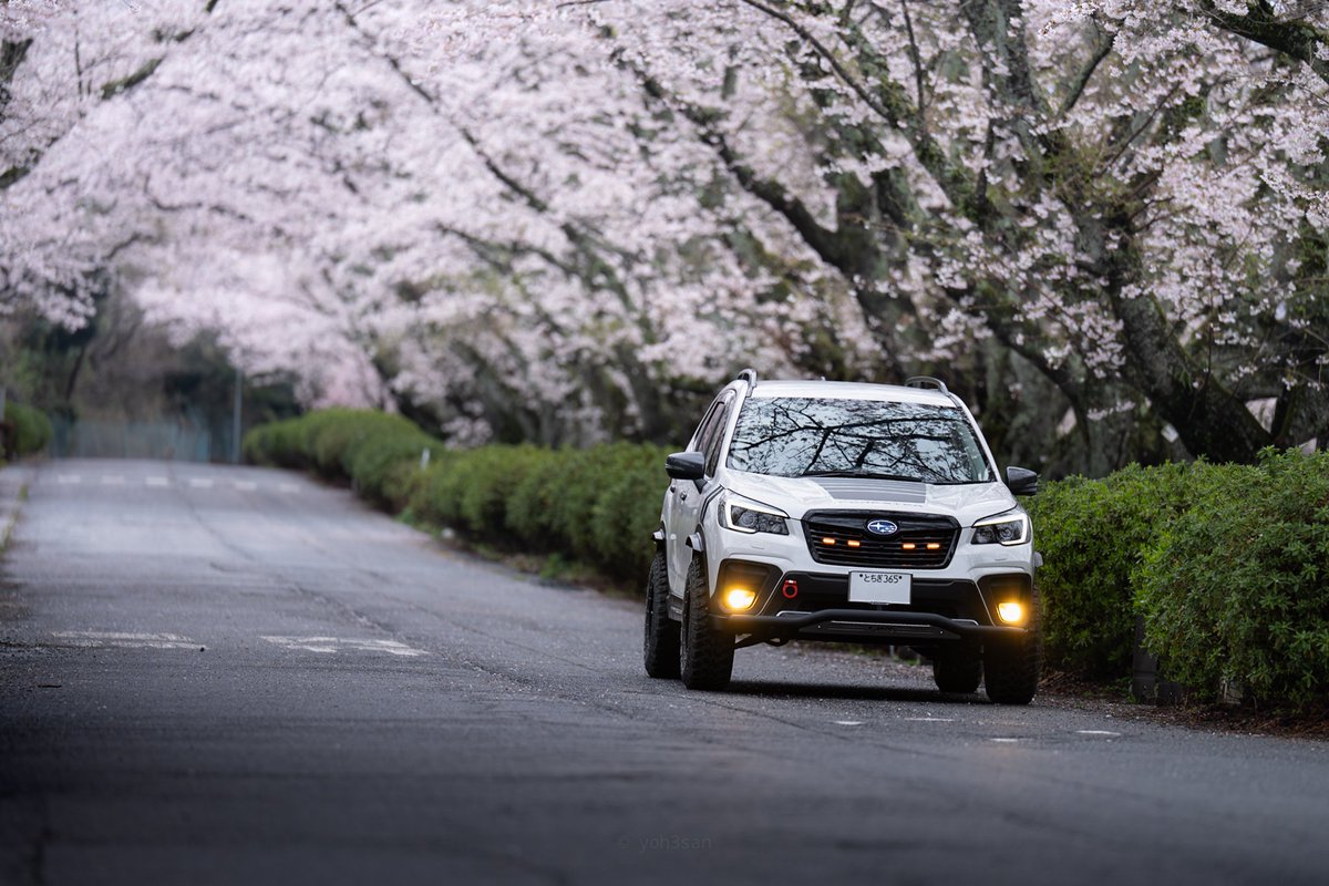 yoh3san's tweet photo. #ちょっと斜め前からがカッコいい
桜はちょっと斜め前が多くなりがち https://t.co/DOwltBvTYS